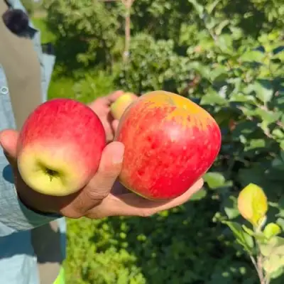 Яблоня БЛАГАЯ ВЕСТЬ в Горках
