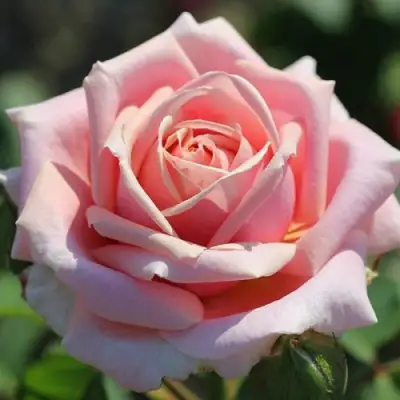 Роза ФРЕДЕРИК МИСТРАЛЬ чайно-гибридная в Горках