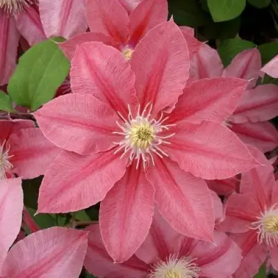 Клематис ЛИТЛ МЕРМЕЙД в Горках