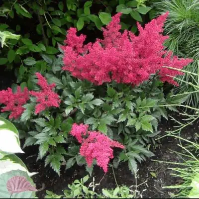 Астильба БОНН японская в Горках