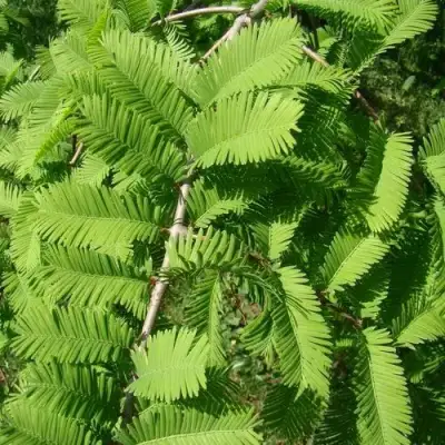 Метасеквойя  ГЛИПТОСТРОБОИДНАЯ  в Горках