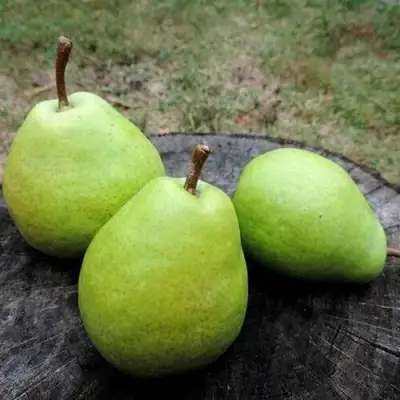 Груша БЕРЕ ЛЮКА в Горках