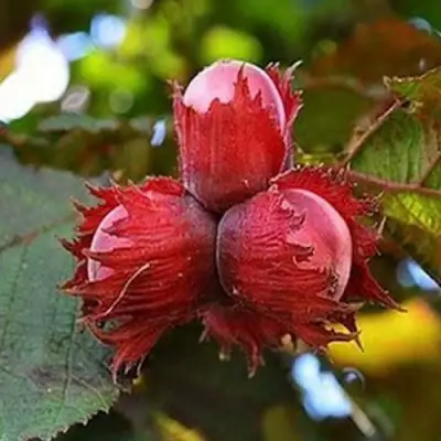 Фундук КРАСНЫЙ ЯНТАРЬ в Горках