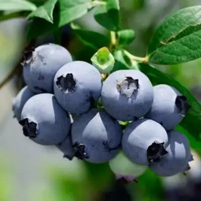 Голубика СИЕРРА в Горках