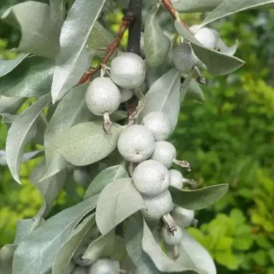 ЛОХ СЕРЕБРИСТЫЙ в Горках