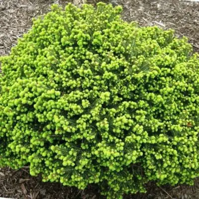 Ель ЛИТЛ ДЖЕМ обыкновенная в Горках