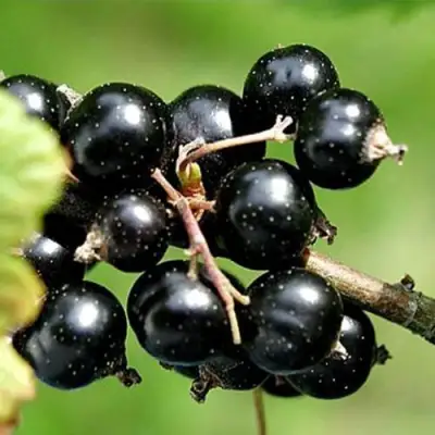 Смородина чёрная ЦЕРЕРА в Горках