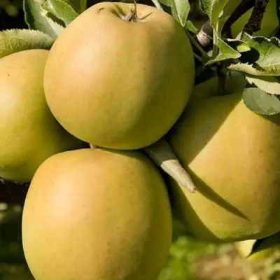 Яблоня МУТСУ в Горках