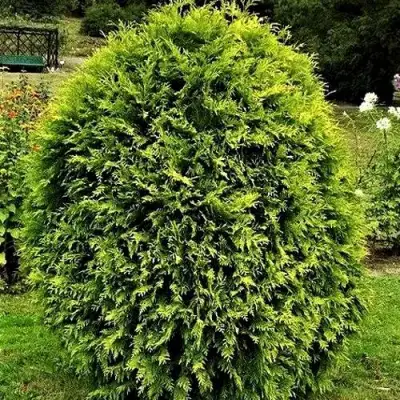 Туя ТИП ТОП западная в Горках