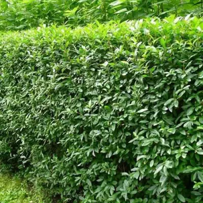 Бирючина обыкновенная в Горках