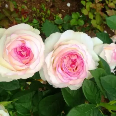 Роза ДОЛЬЧЕ ВИТА чайно-гибридная в Горках