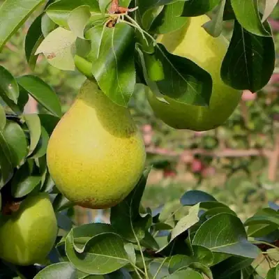 Груша ДОБРЯНКА в Горках