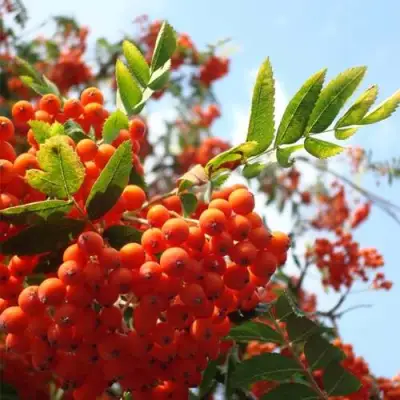 Рябина ВЕФЕД сладкоплодная в Горках