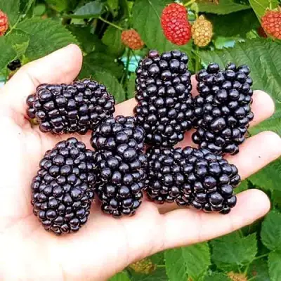 Ежевика ОУАЧИТА бесшипная  в Горках