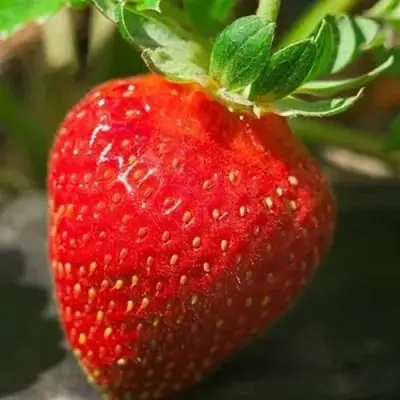 Клубника АЛЬБА в Горках