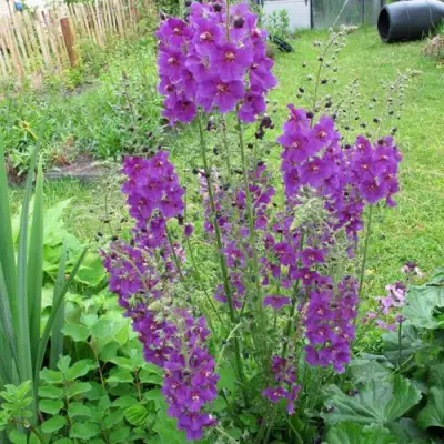 Коровяк ВИОЛЕТТА (вербаскум) в Горках