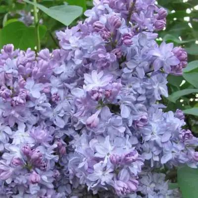 Сирень НЕБО МОСКВЫ в Горках