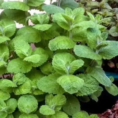 Мята яблочная в Горках