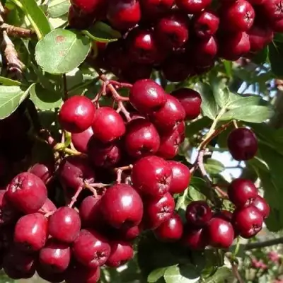 Рябина ГРАНАТНАЯ сладкоплодная в Горках