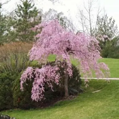 Сакура КИКУ ШИДАРЕ в Горках