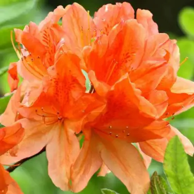 Азалия ГЕЙША ОРАНЖ японская в Горках