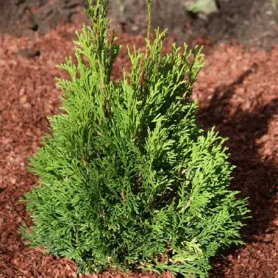 Туя МИКИ западная в Горках