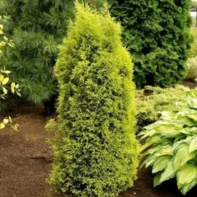 Можжевельник ГОЛД КОН обыкновенный в Горках