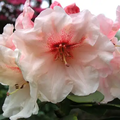 Рододендрон ХАНЯ	 в Горках