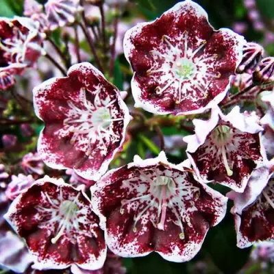 Кальмия БЛЕК ЛЕЙБЛ  в Горках