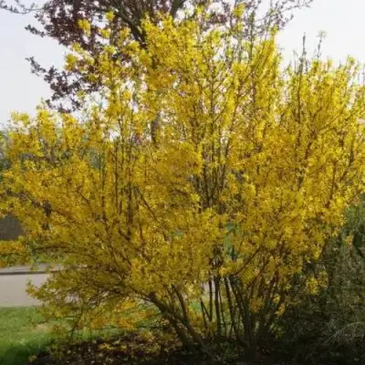 Форзиция КАМСОН промежуточная в Горках