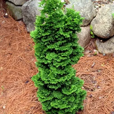 Туя СПИРАЛИС МИНИ западная в Горках