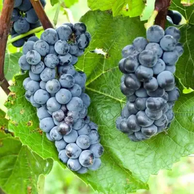 Виноград ВЭЛИАНТ в Горках