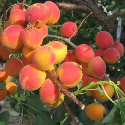 Абрикос РУБИН в Горках
