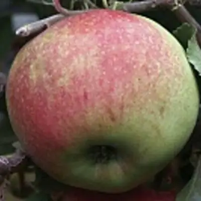 Яблоня СОКОЛОВСКОЕ стелющаяся в Горках