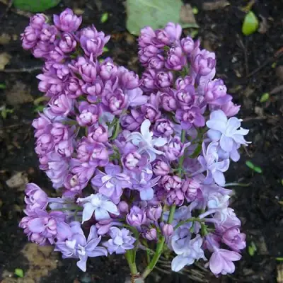 Сирень НАДЕЖДА в Горках