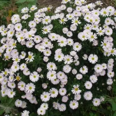 Астра ВАЙС многолетняя в Горках