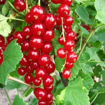 Смородина красная ФЕРТОДИ в Горках