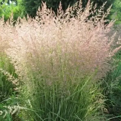 Вейник ОВЕРДАМ остроцветковый в Горках