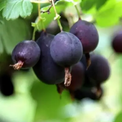 Крыжовник ЧЕРНОМОР в Горках