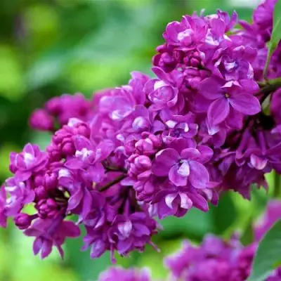 Сирень ОГНИ ДОНБАССА в Горках