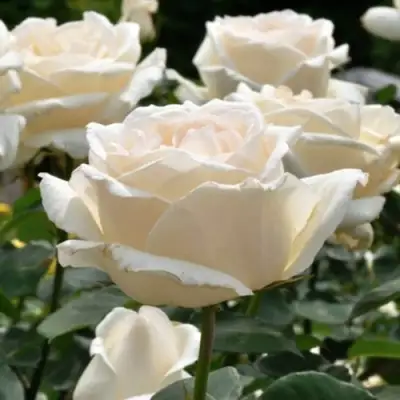 Роза БОИНГ чайно-гибридная в Горках