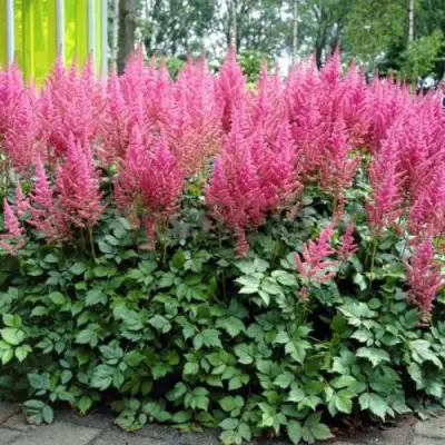 Астильба ВИЖНС ИН ПИНК китайская в Горках