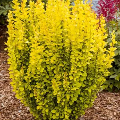 Барбарис ГОЛДЕН ТОРЧ тунберга в Горках