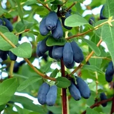 Жимолость съедобная АМФОРА в Горках