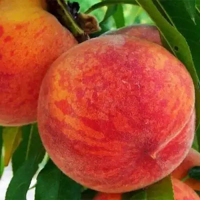 Персик ЗОЛОТОЙ ЮБИЛЕЙ в Горках