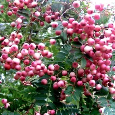 Рябина COREAL сладкоплодная  в Горках