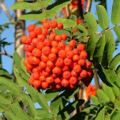 Рябина САХАРНАЯ ПЕТРОВА сладкоплодная в Горках