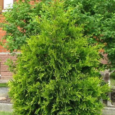 Туя АНЯ (АНИЕ) западная в Горках