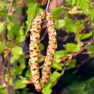 Береза бородавчатая в Горках