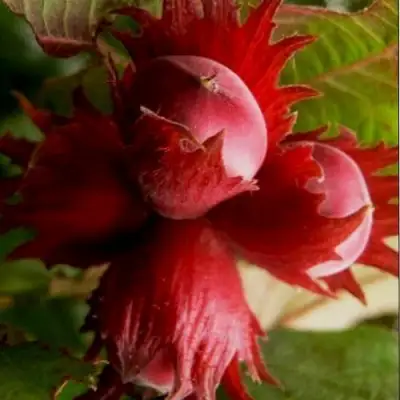 Фундук БАГРЯНЕЦ в Горках